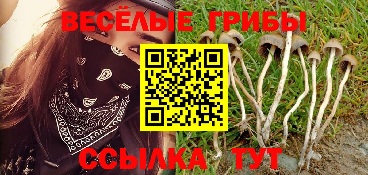 Галлюциногенные грибы Psilocybine cubensis Можга